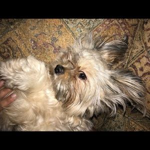 Meet your Posher, Lili